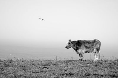 Cow on field against sky