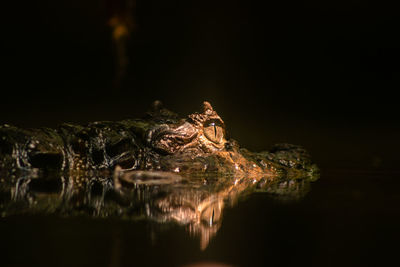 Close-up of crocodile swimming in swamp focussed eye