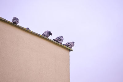 Doves on the roof