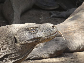 Close-up of a lizard