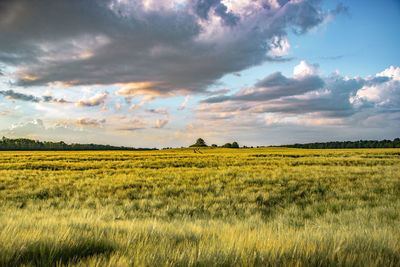 Scenic view of agricultural field against sky