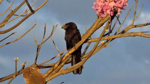 Low angle view of bird perching on tree against sky