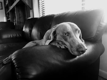 Close-up of dog sitting on sofa at home