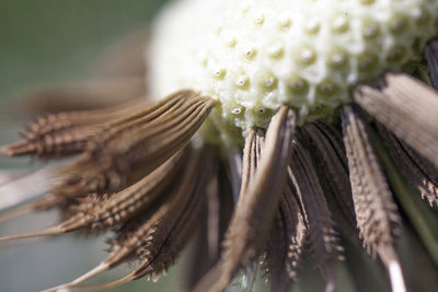 Close-up of white dandelion flower