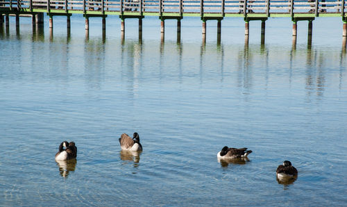 Ducks swimming in lake