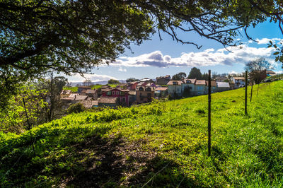 Trees and houses on field against sky