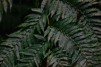 Close-up of fern leaves