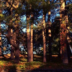 Trees in park