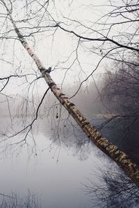 Close-up of bare tree by lake against sky