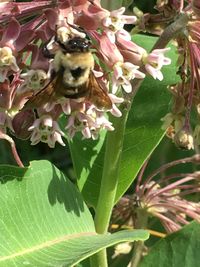 Close-up of bee on flower