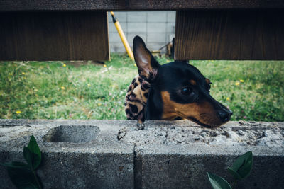 Portrait of a dog looking away from gap of wall