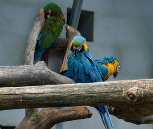 Close-up of bird perching on branch