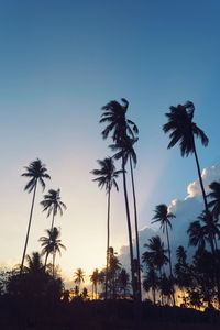 Low angle view of palm trees against sky