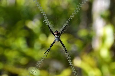 Close-up of insect