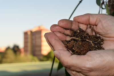 Close-up of hand holding plant against sky