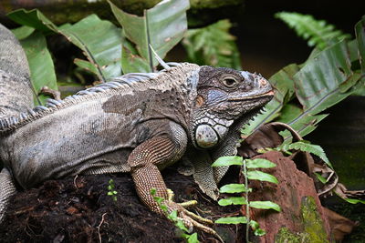 Close-up of a green iguana