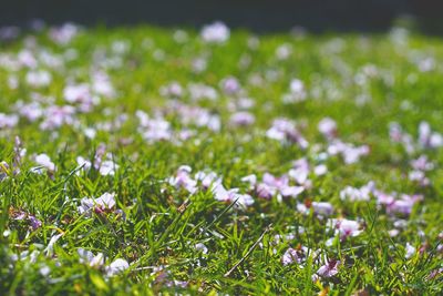 Close-up of crocus flowers growing in field