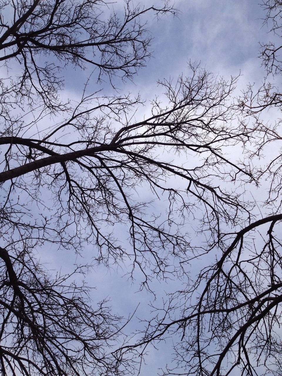 low angle view, tree, branch, sky, bare tree, nature, tranquility, beauty in nature, growth, scenics, outdoors, cloud - sky, day, no people, tranquil scene, cloud, high section, blue, clear sky, backgrounds