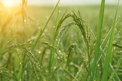 Close-up of wet grass on field during rainy season