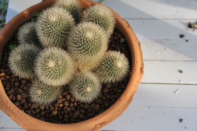 High angle view of succulent plant in pot