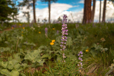 Close-up of purple flowering plants on land