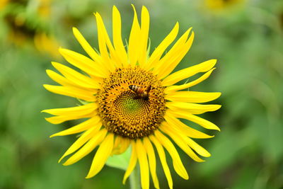 Beautiful sunflower with natural background, sunflower blooming image