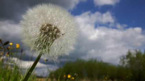 Close-up of dandelion on field