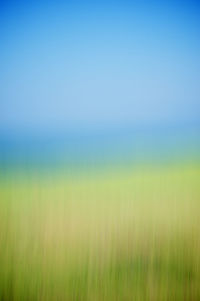 Trees on field against blue sky