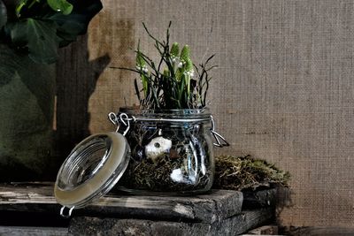 Close-up of potted plant on table