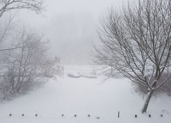 Bare trees on snow covered landscape