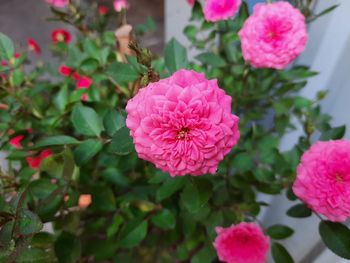 Close-up of pink flowering plant