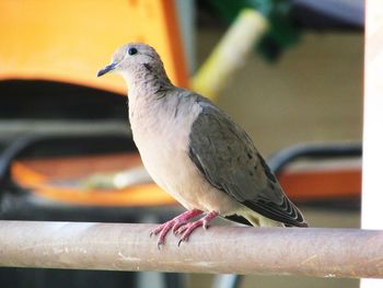 Close-up of pigeon perching on railing