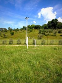 Trees on grassy field