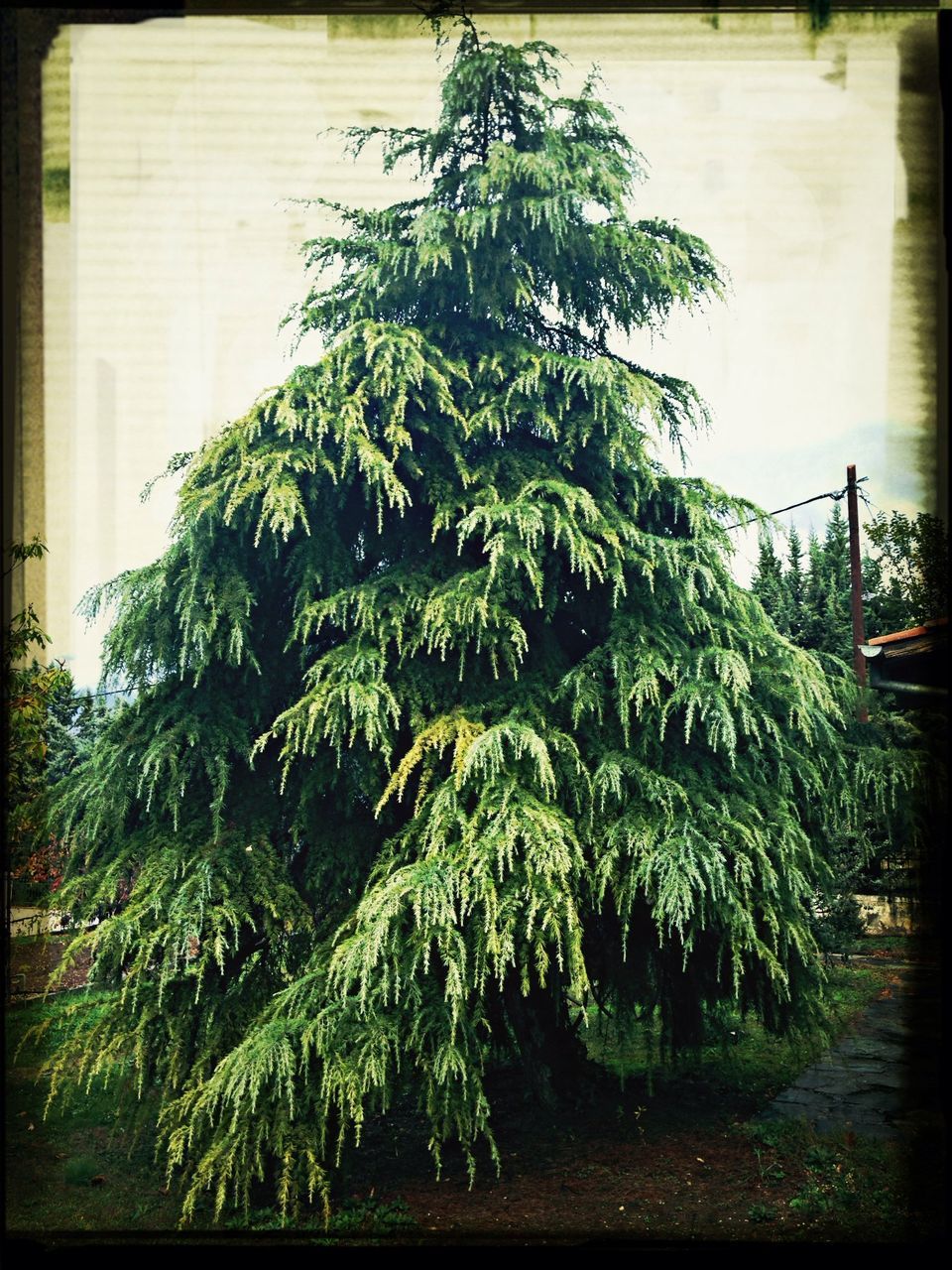 transfer print, auto post production filter, growth, green color, plant, tree, nature, leaf, green, day, growing, close-up, high angle view, beauty in nature, no people, outdoors, potted plant, freshness, tranquility, sunlight