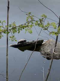 Scenic view of lake