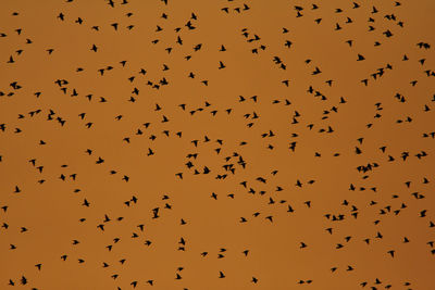 Flock of common starling in the evening