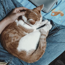 High angle view of cat resting on hand