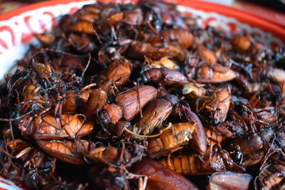 Close-up of insect on plate