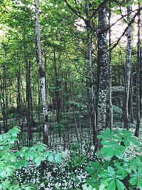 Plants and trees in forest