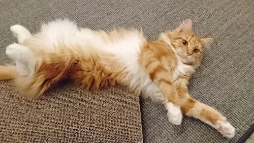 Close-up of cat relaxing on sofa