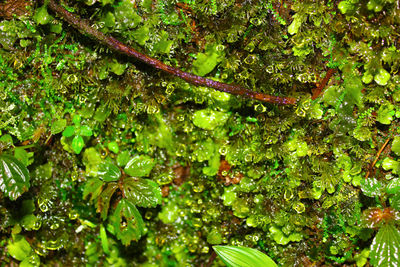 Full frame shot of wet tree leaves