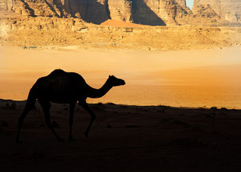 Camels in jordan wadi rum desert on red sand with baby and high mountains in the background