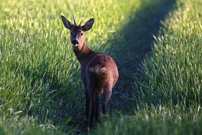 Deer in a field