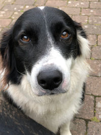 Close-up portrait of dog