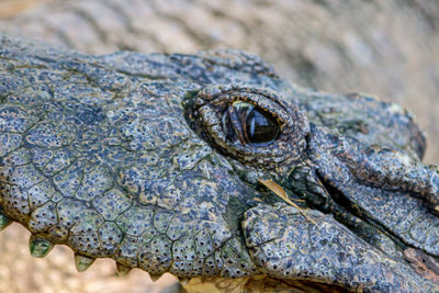 Close-up of crocodile in water