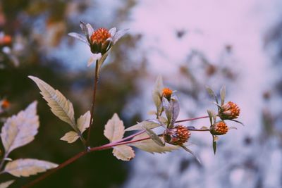 Close-up of flowering plant