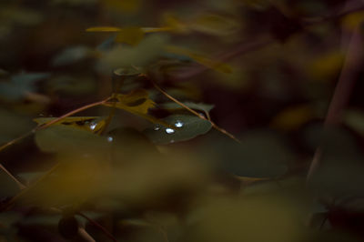 Close-up of grasshopper on a plant