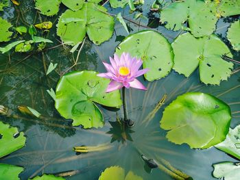 Close-up of lotus water lily in lake