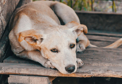 Close-up of a dog looking away