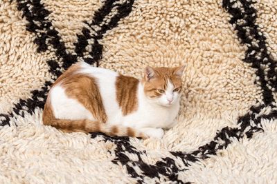 High angle view of cat sitting on rug